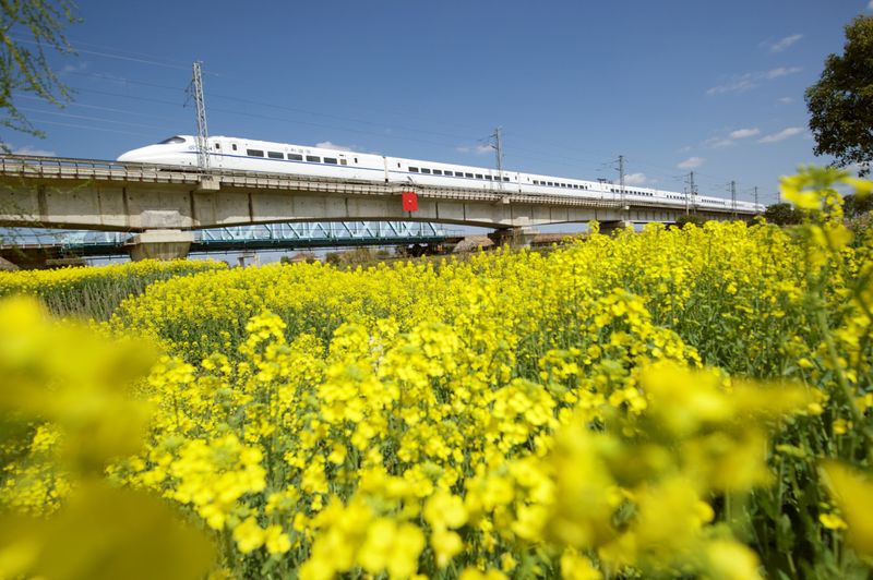 Australia nears breakthrough canola deal with China, sources say