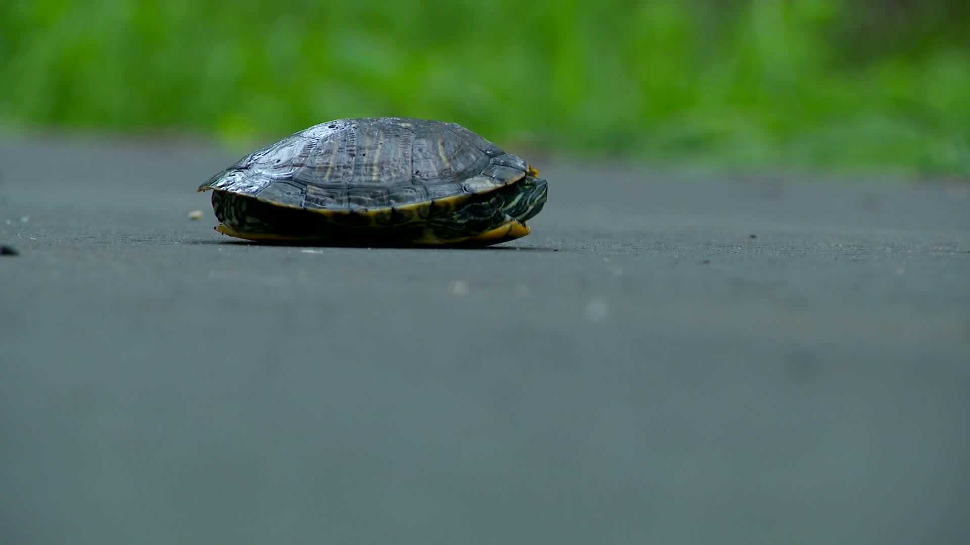 New app helps keep turtles safe when crossing the road
