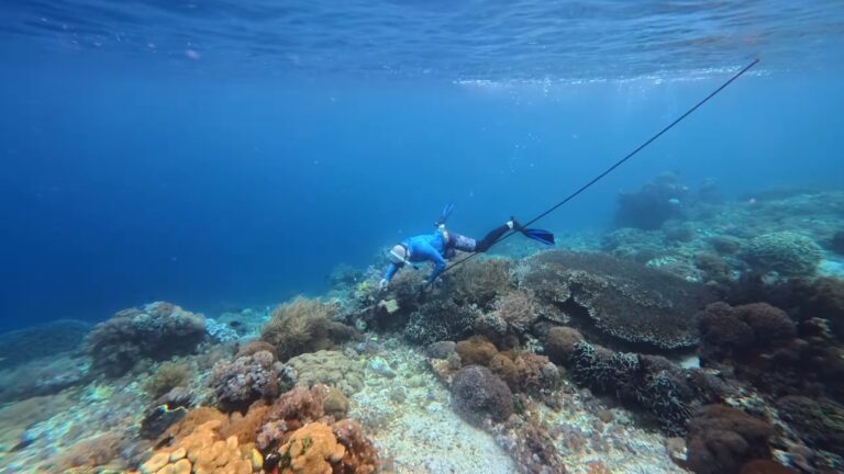 Cruise Ship Accused of Damaging Coral Reef in Indonesia
