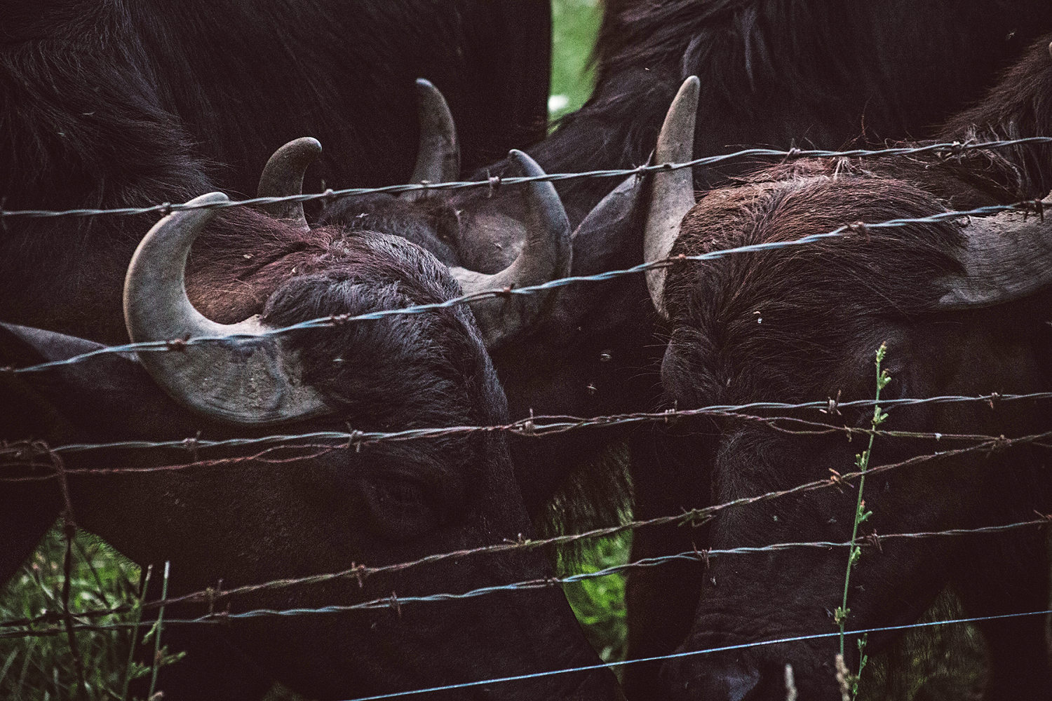 Oklahoma farmer killed by water buffalo he bought at auction just a day prior