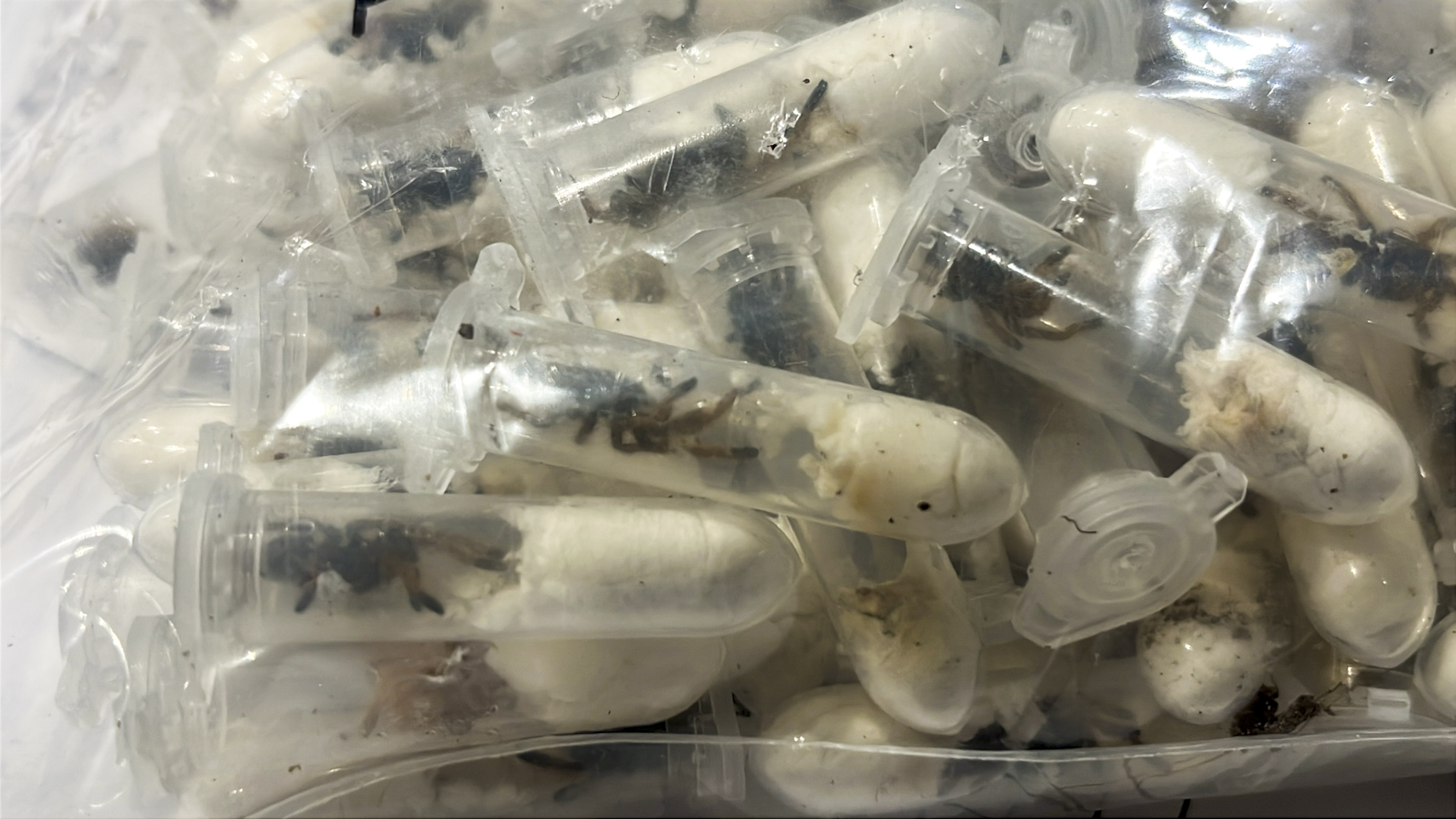 German customs officials show images of tarantulas hidden in spongecake boxes after smuggling bust