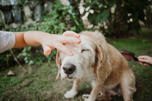 You Can Now Get A Flea &amp; Tick Prevention Shot For Dogs That Lasts A Year